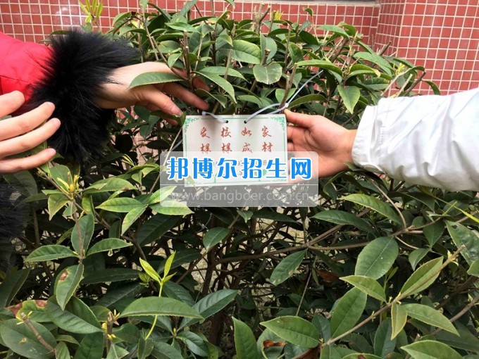 四川托普信息技術(shù)職業(yè)學院愛心植樹